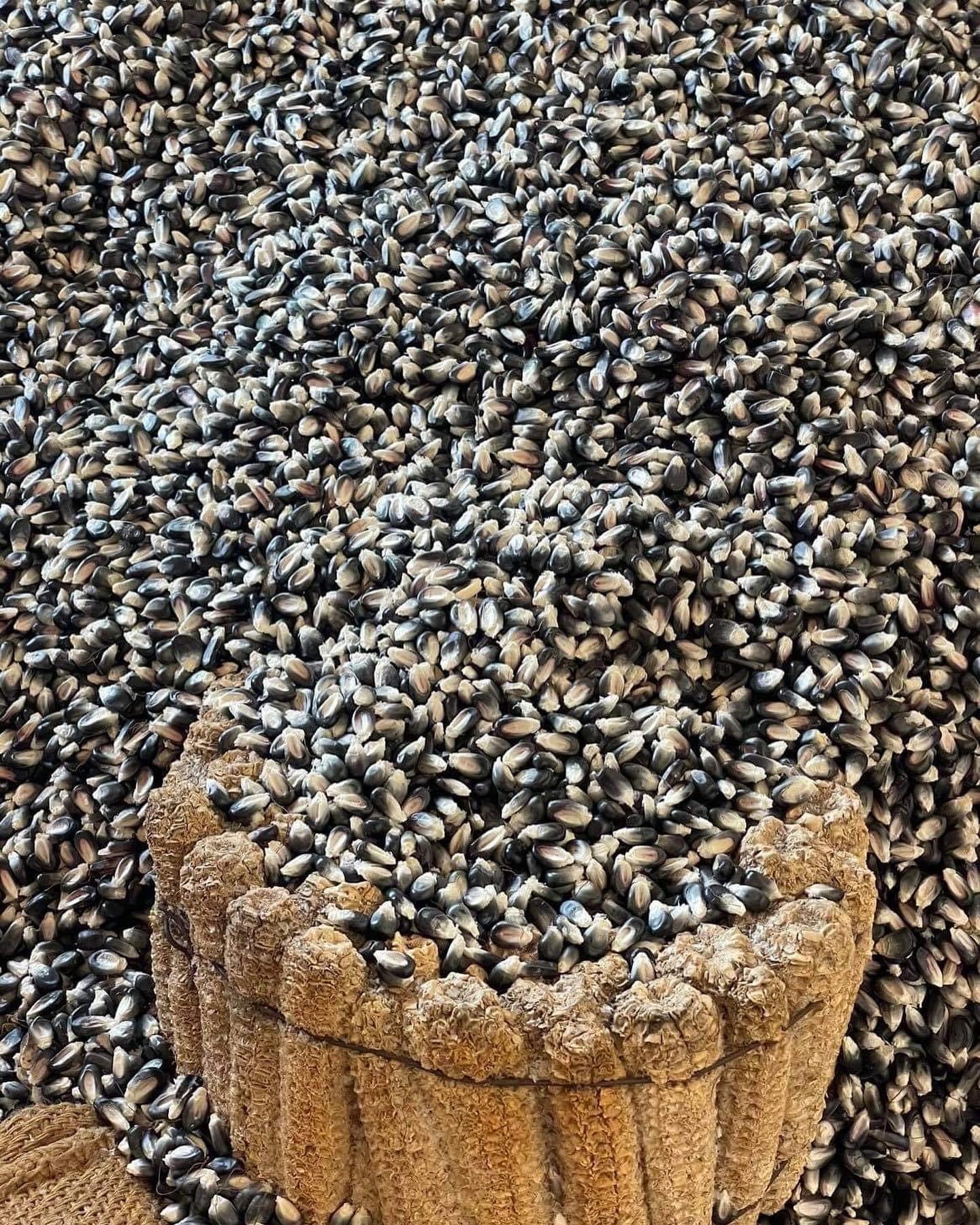 Fresh Mexican blue corn tortillas