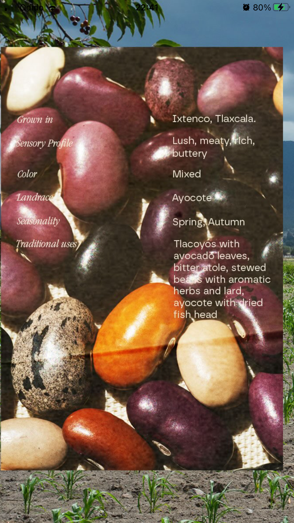 Ayocote heirloom beans 500gr
