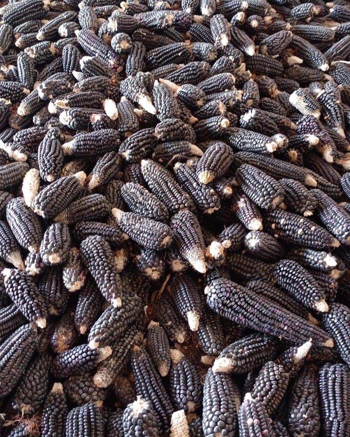 Fresh Mexican blue corn tortillas