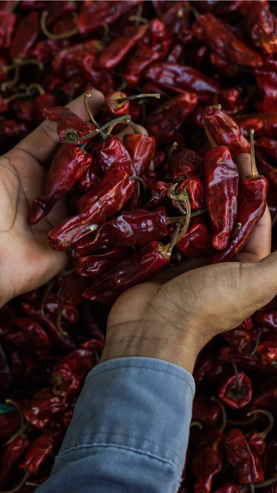 Chile de Onza Oaxaca (30gr dried)