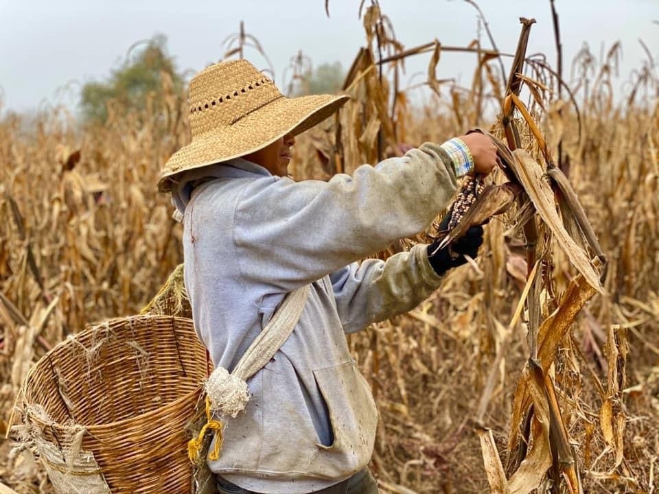 Totomoxtles (Corn Husks) 15pcs