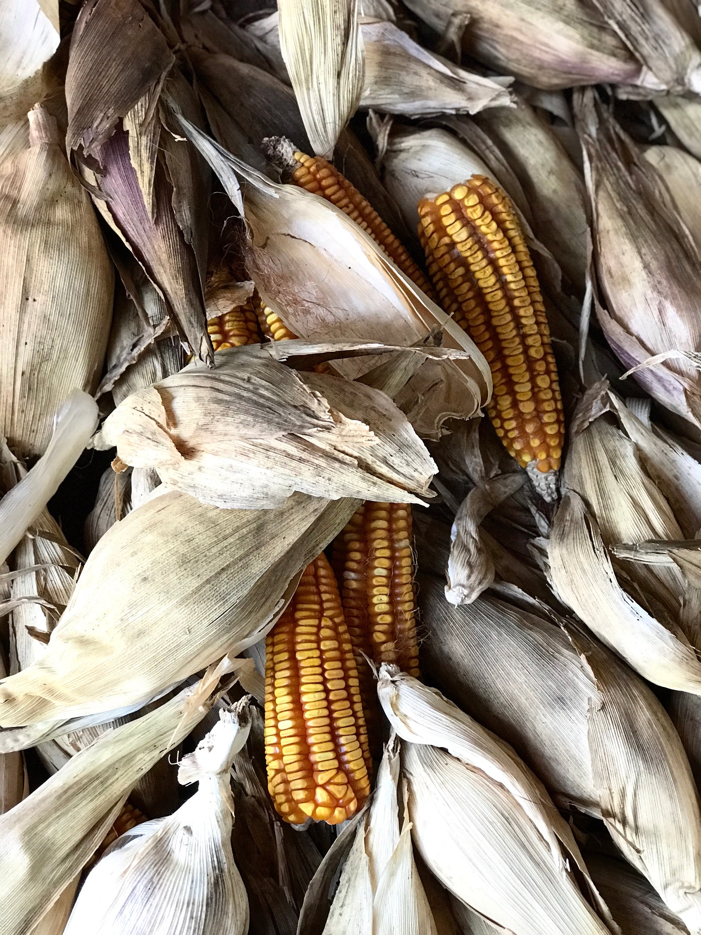 Totomoxtles (Corn Husks) 15pcs